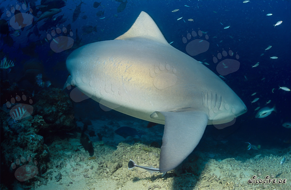 Requin taureau - Majestueux habitant des mers à la recherche de proies
