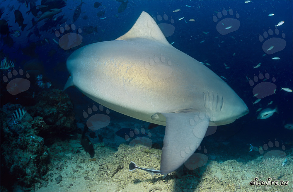 Squalo toro - Maestoso abitante marino alla ricerca di prede