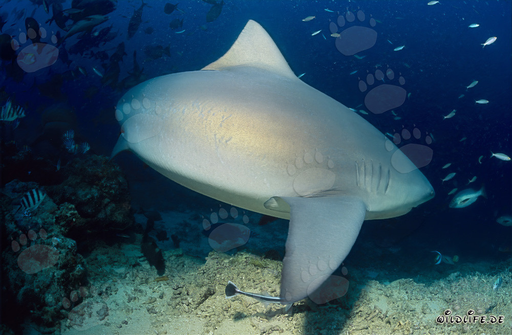 Tiburón toro - Majestuoso habitante marino en busca de presas