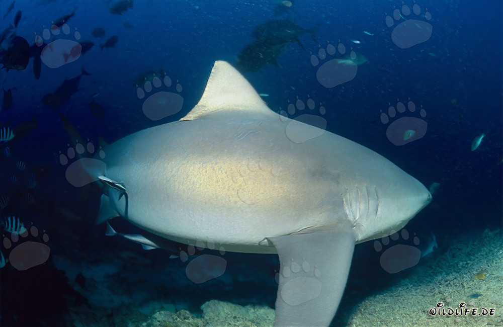 Maestoso squalo toro si allontana