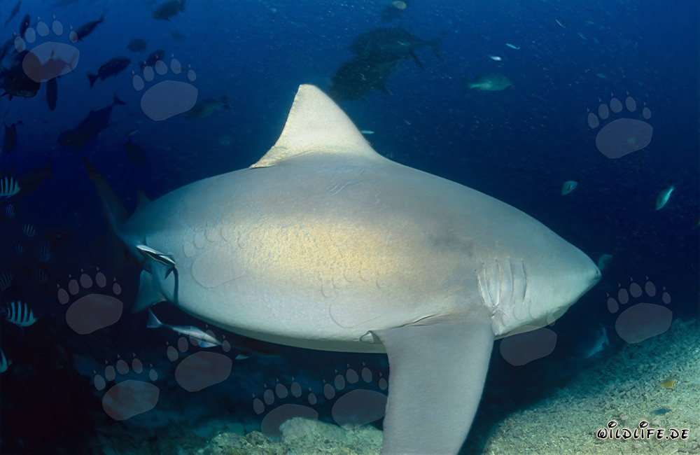 Majestic bull shark turns away