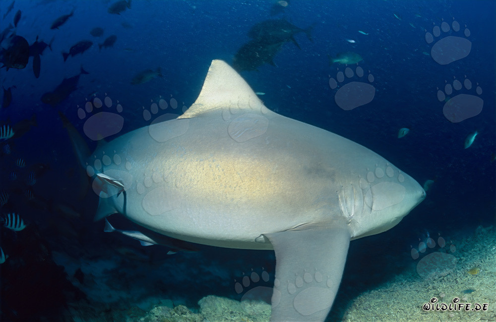 Tiburón toro majestuoso se aleja