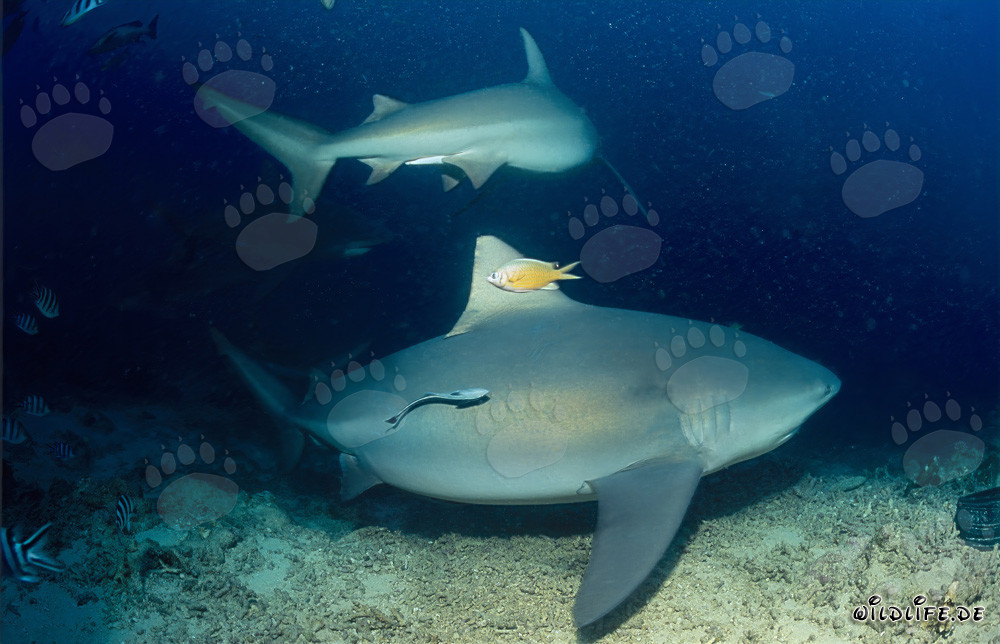 Fascinating Encounter: Two Majestic Bull Sharks on the Reef Edge in Fiji