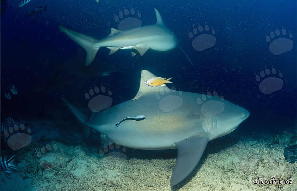 Rencontre fascinante : Deux impressionnants requins taureaux au bord du récif aux Fidji