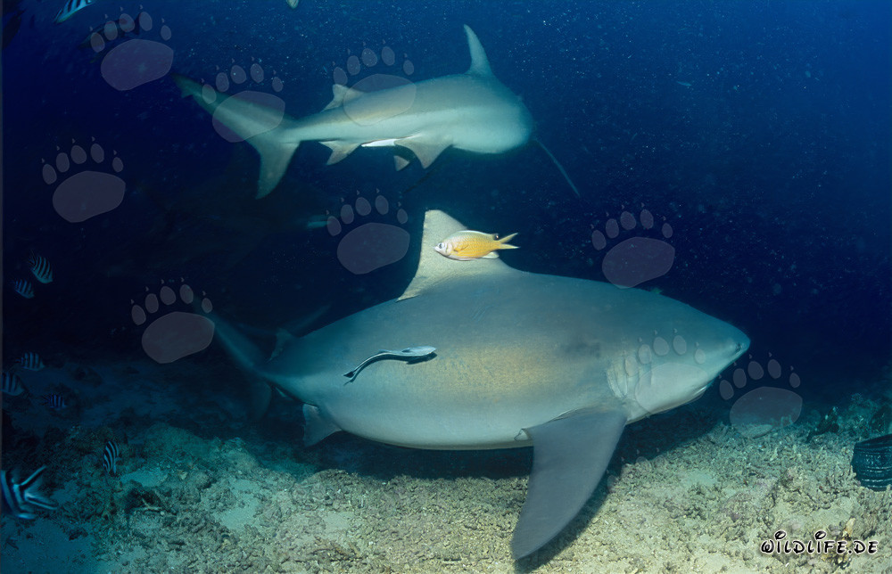 Encuentro fascinante: Dos imponentes tiburones toro en el borde del arrecife en Fiji