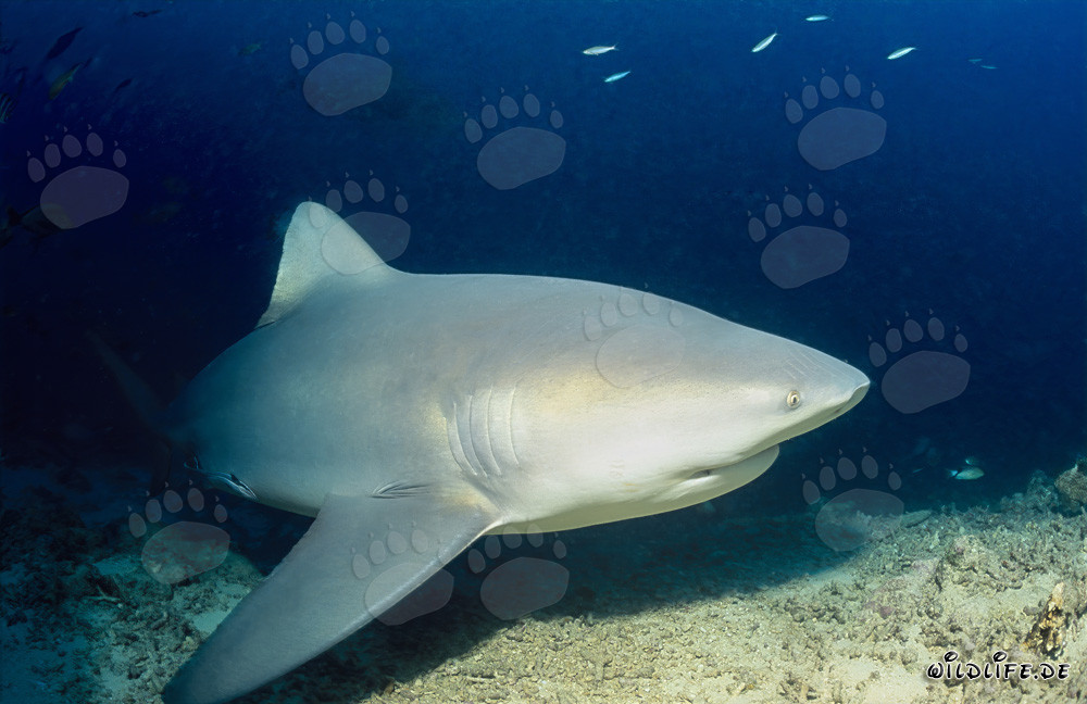Majestätischer Bullenhai erkundet das Shark Reef in Beqa Lagoon, Fiji
