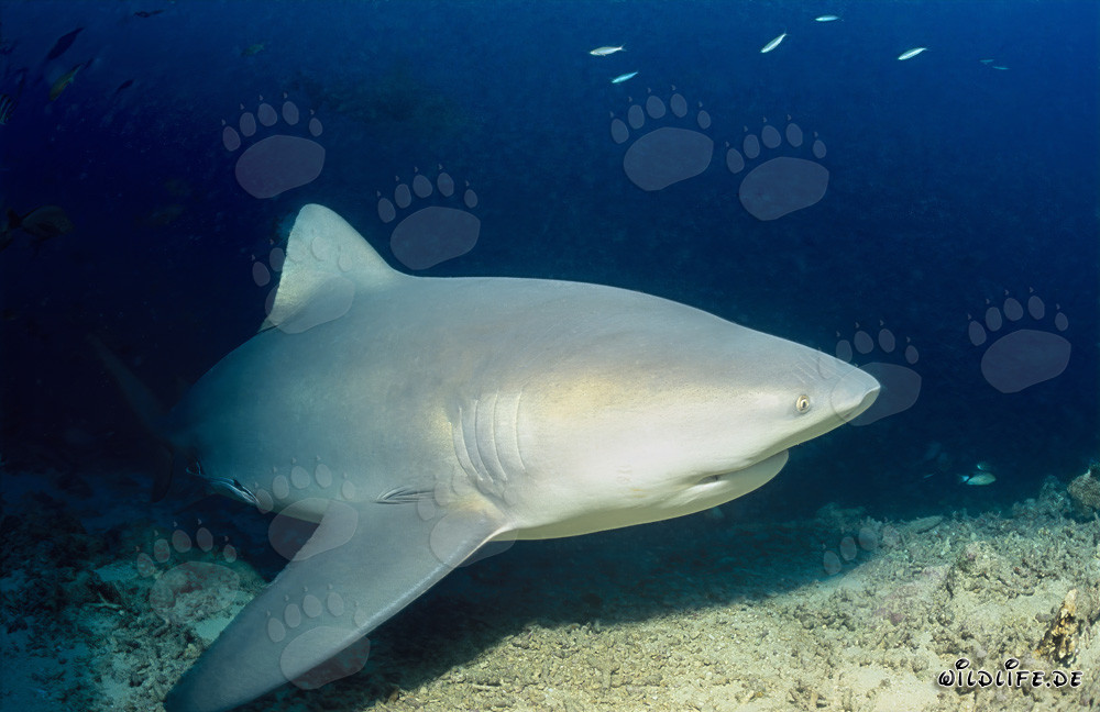 Requin-bouledogue majestueux explore le récif de requins à Beqa Lagoon, Fidji