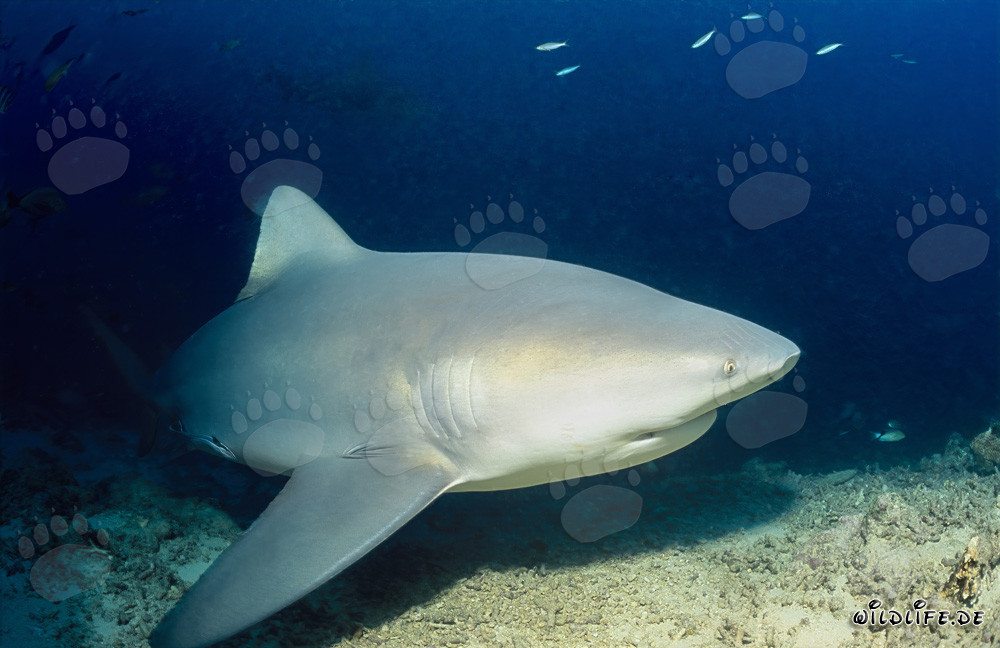 Maestoso squalo tigre esplora il Reef degli squali a Beqa Lagoon, Figi
