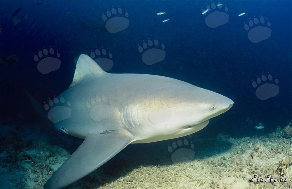 Tiburón toro majestuoso explora el arrecife de tiburones en Beqa Lagoon, Fiji