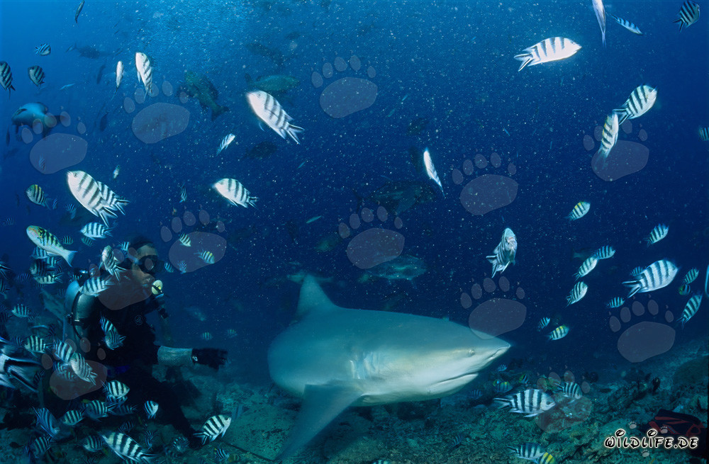 Bull Shark with Diver