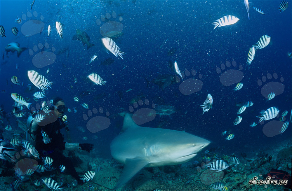 Bullenhai, Taucher und Indopazifische Sergeant Fische