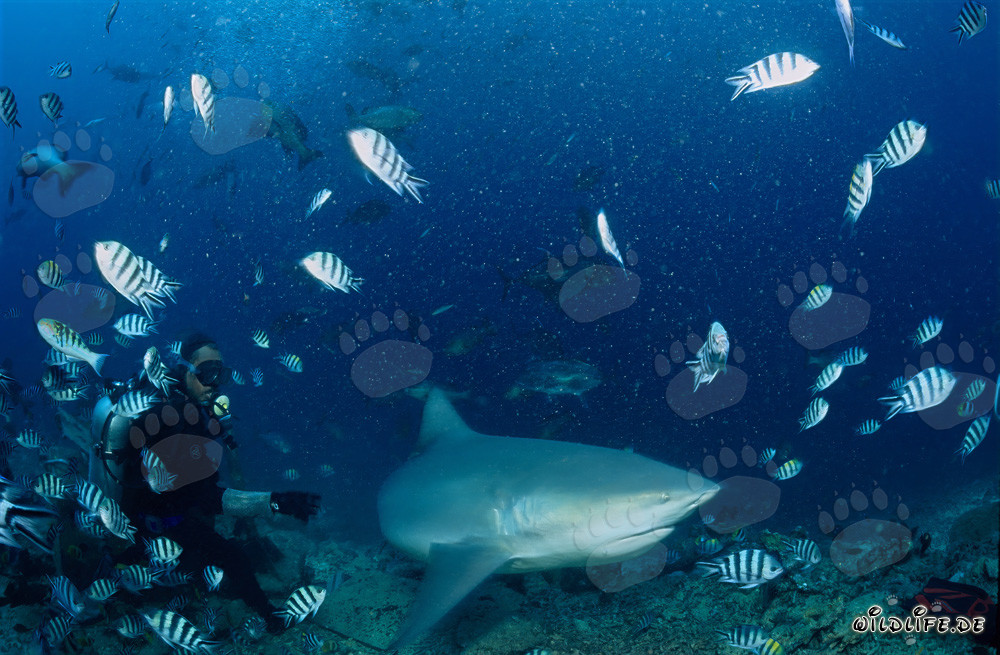 Squalo toro, subacqueo e pesci sergenti indopacifici