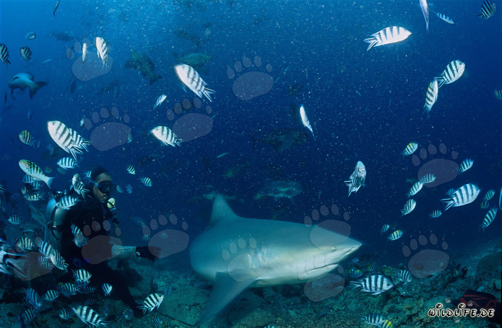Tiburón toro, buceador y peces sargentos indo-pacíficos
