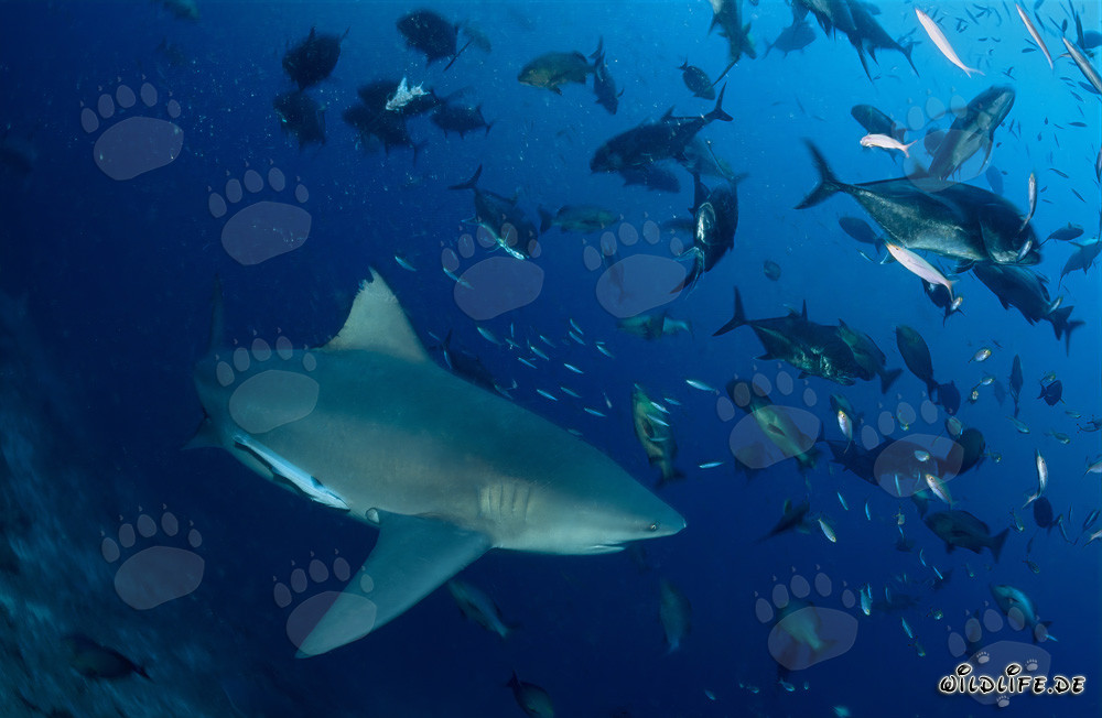 Impressive bull shark surrounded by many giant trevallys