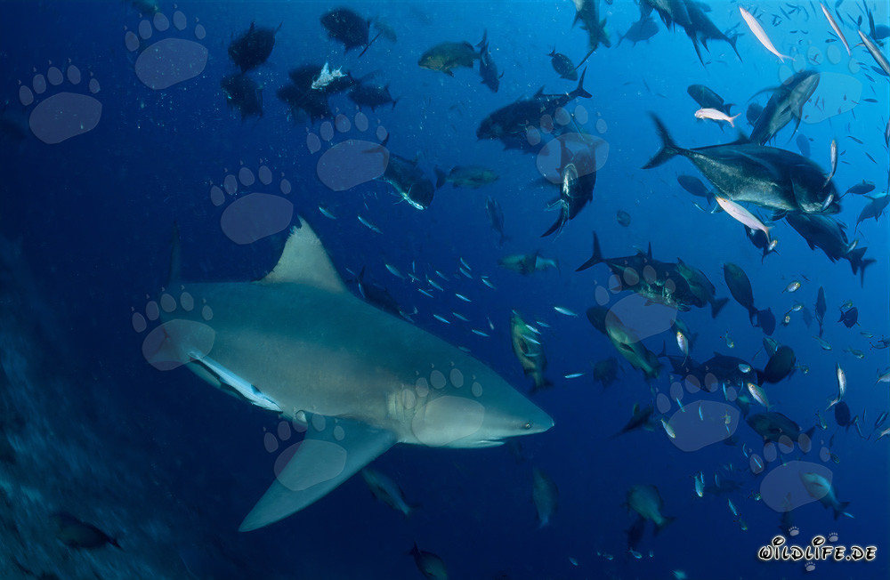 Requin taureau imposant entouré d'une multitude de carangues à grosse tête