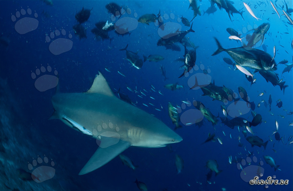Impresionante tiburón toro rodeado de una gran cantidad de jureles de cabeza grande