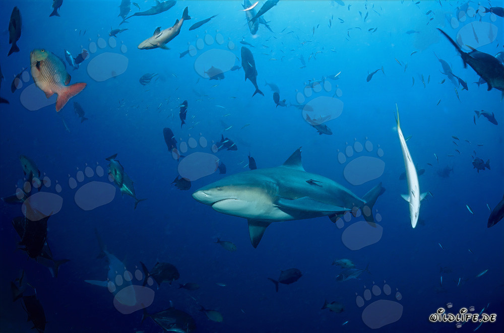 Fascinating Bull Shark and diverse fish species in the ocean