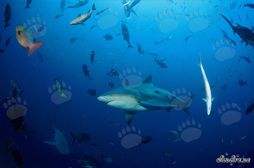 Requin taureau fascinant et diverses espèces de poissons dans l'océan