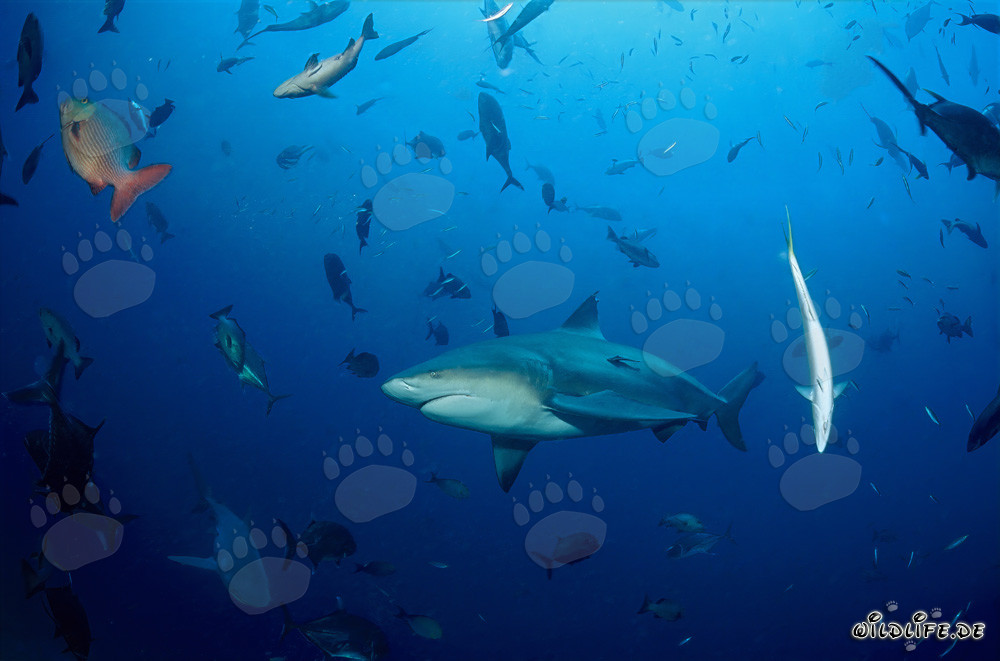 Affascinante squalo toro e varie specie di pesci nell'oceano