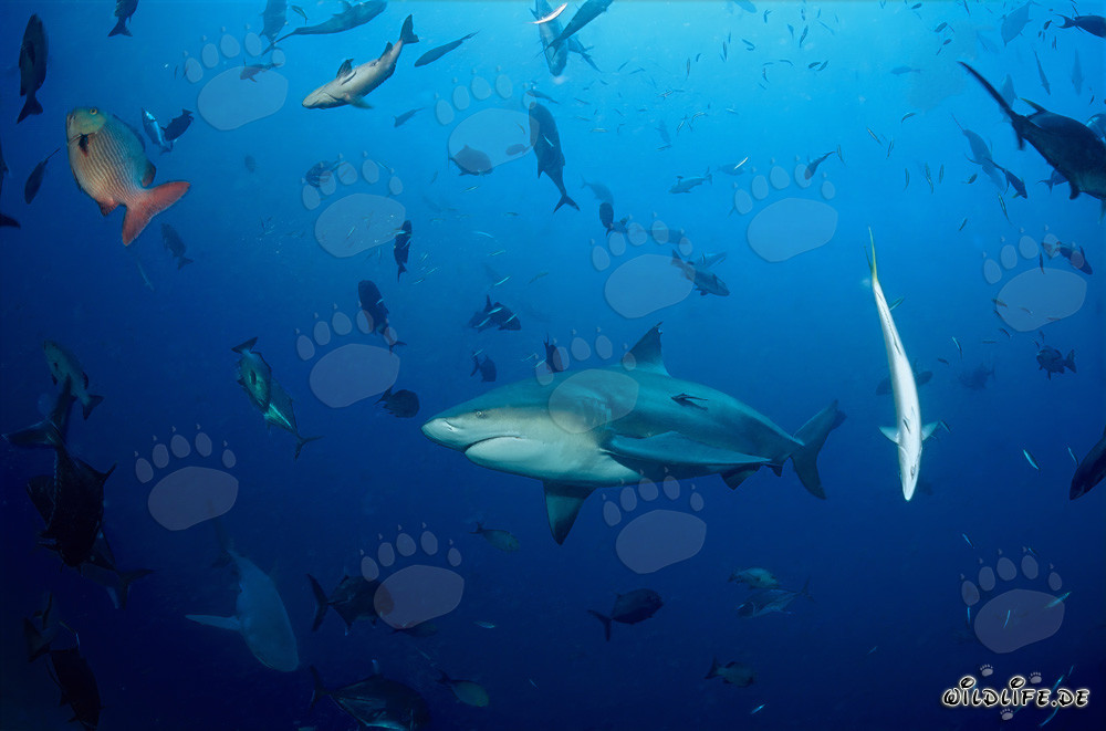 Fascinante tiburón toro y diversas especies de peces en el océano