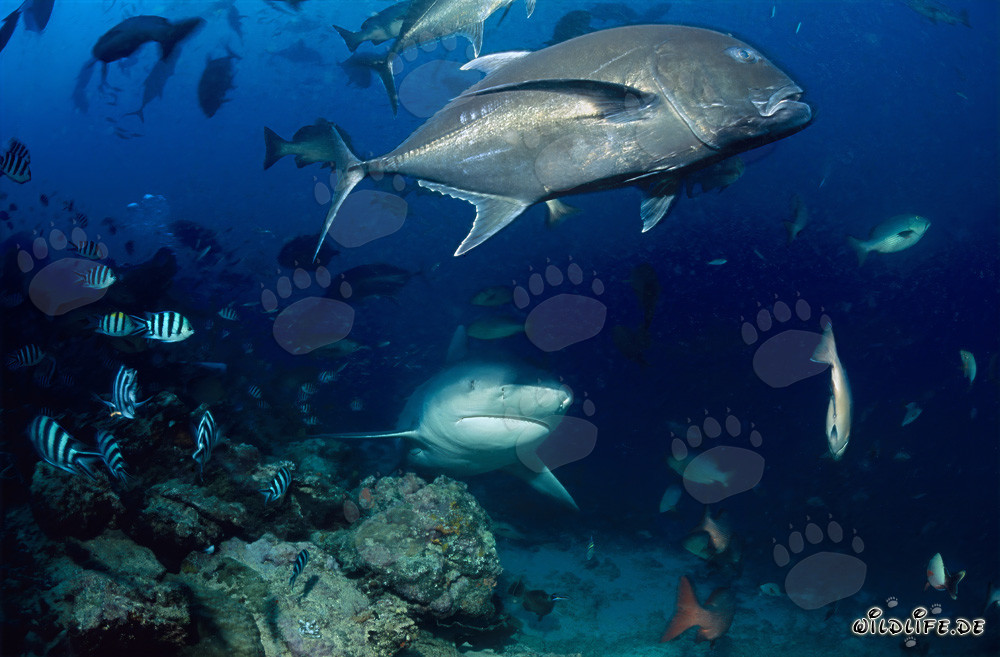 Bull Shark with large Giant Trevally