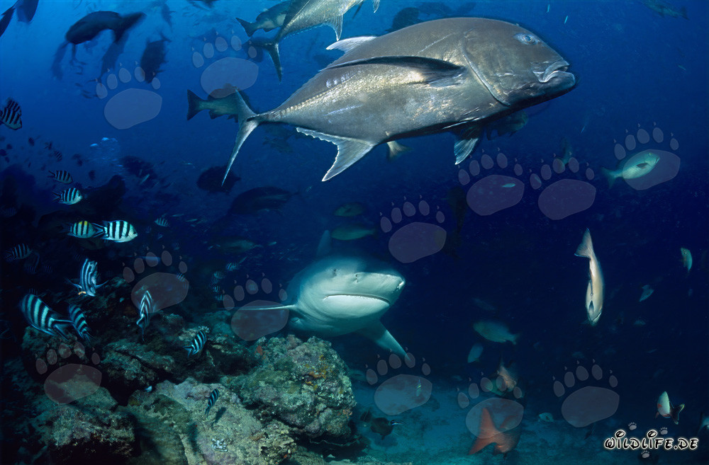 Requin bouledogue avec grande carangue à tête épaisse