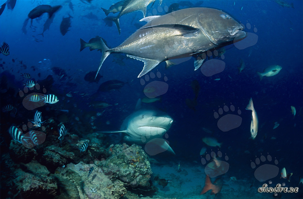 Tiburón toro con gran carángido de cabeza gruesa
