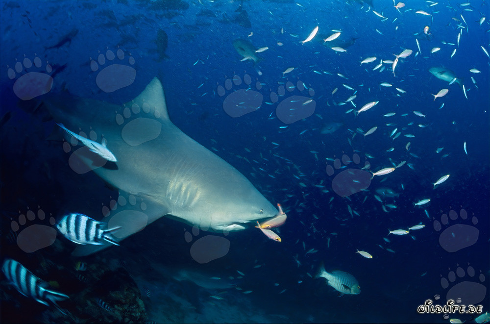 Fascinating Encounter: Two Fusiliers in front of the impressive mouth of a Bull Shark