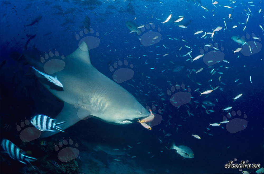 Beeindruckende Szene: Fische umgeben majestätischen Bullenhai in Beqa Lagoon, Fiji