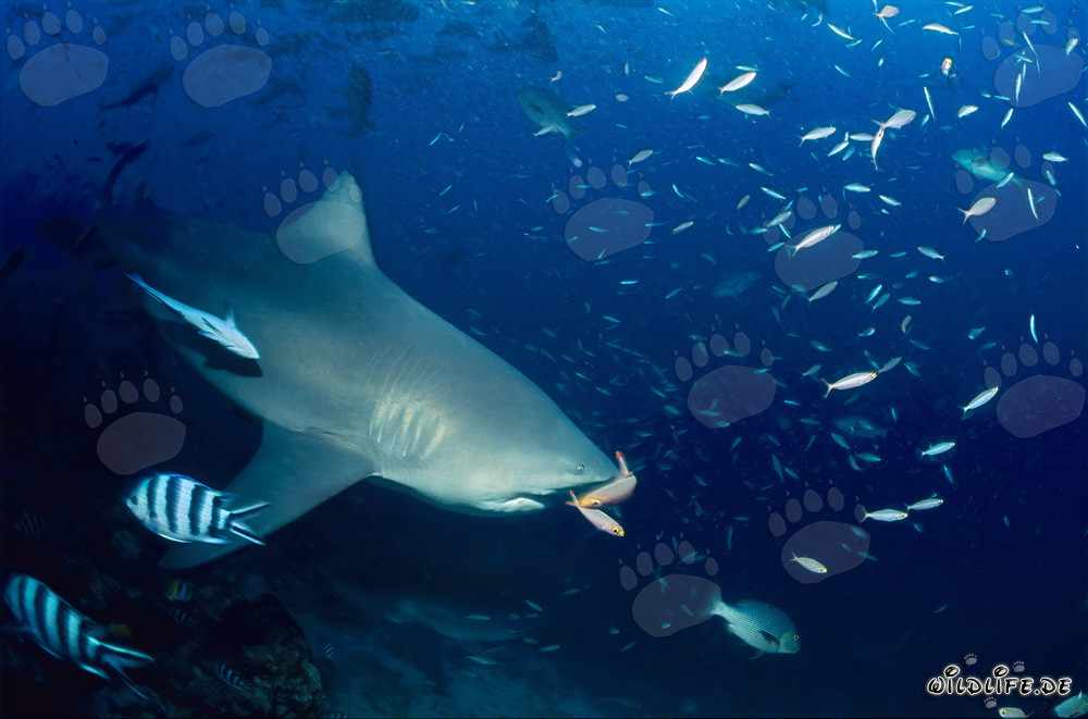 Rencontre fascinante : Deux fusiliers face à l'imposante mâchoire d'un requin taureau