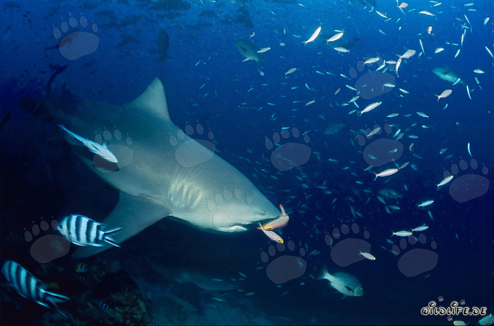 Encuentro fascinante: Dos fusileros frente a la imponente mandíbula de un tiburón toro