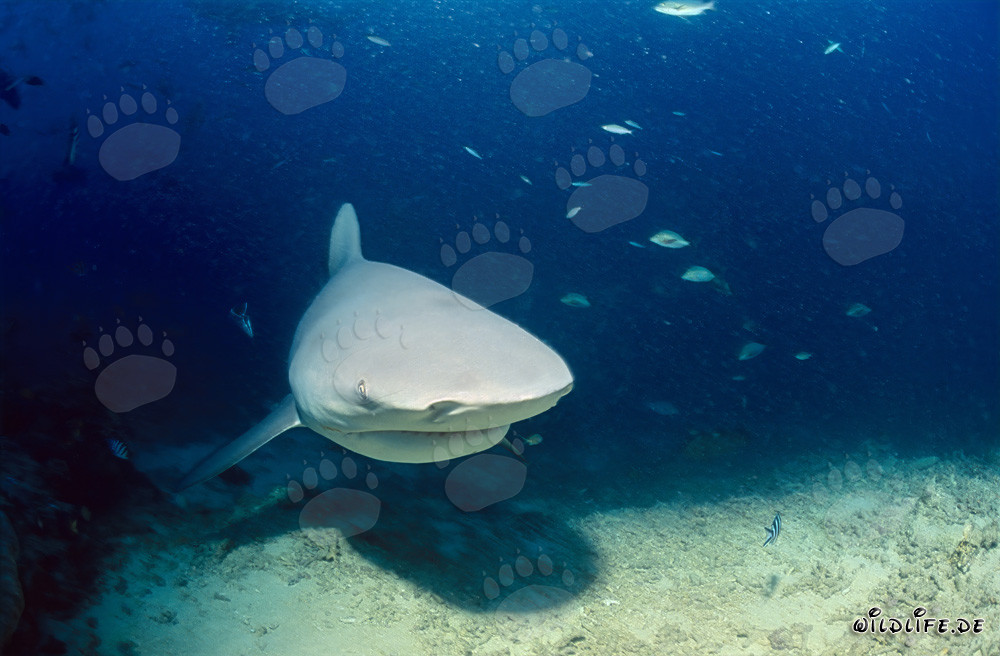 Impressive bull shark swimming threateningly close