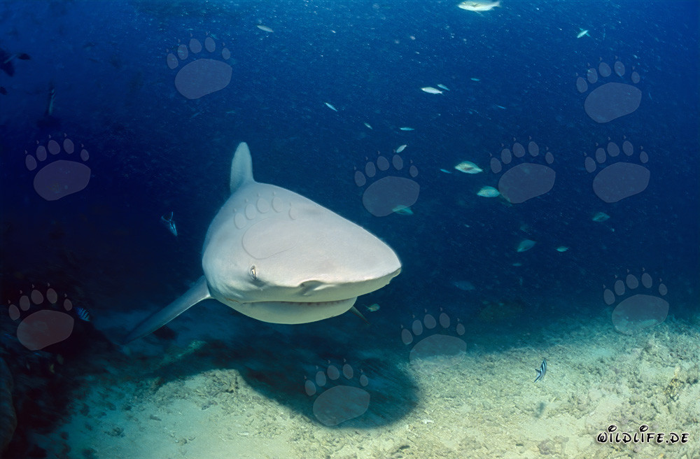 Imposanter Bullenhai schwimmt bedrohlich nah heran