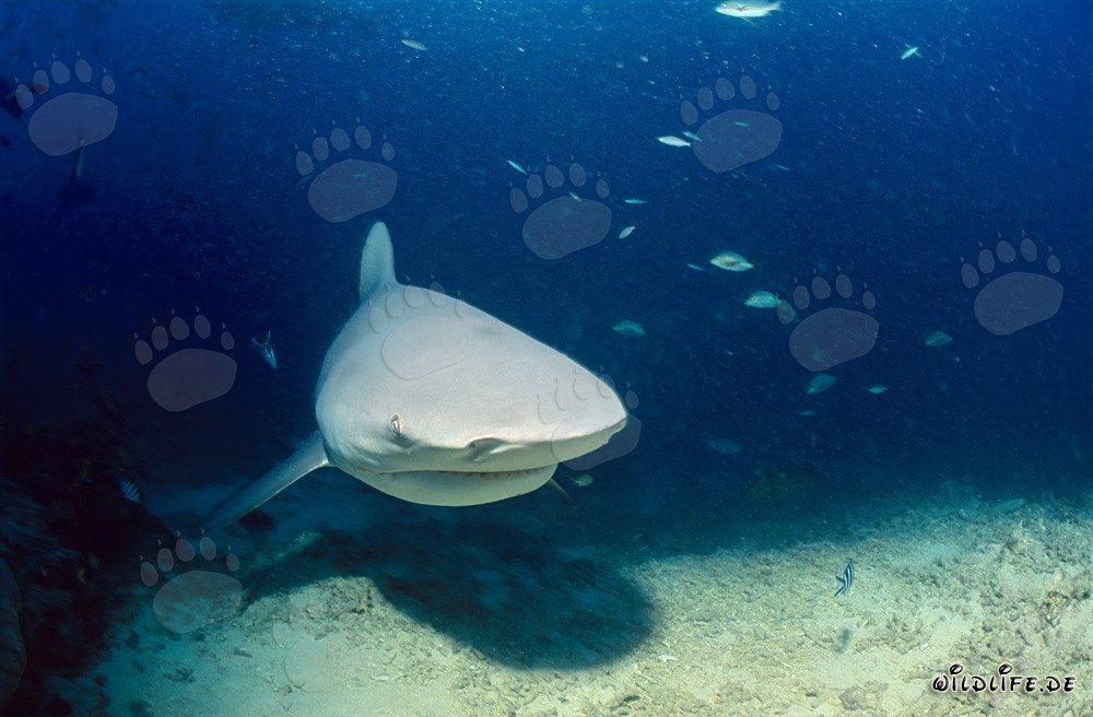 Requin taureau imposant nage dangereusement près