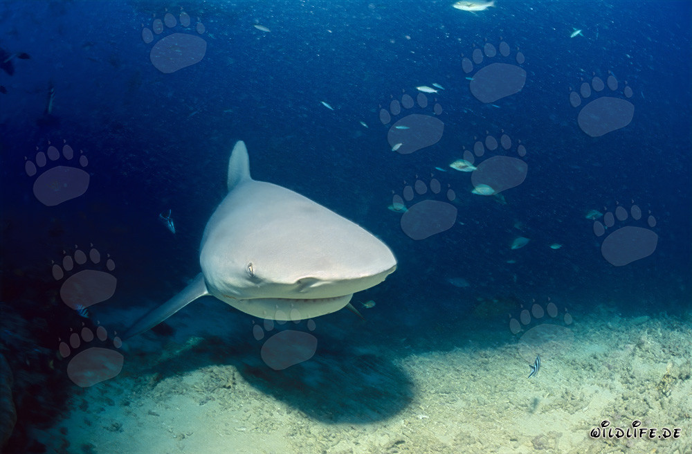 Impresionante tiburón toro se acerca peligrosamente