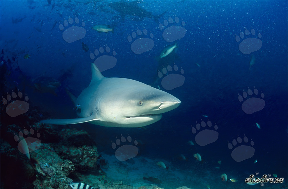 Impressive Bull Shark emerges in the Shark Reef of Beqa Lagoon