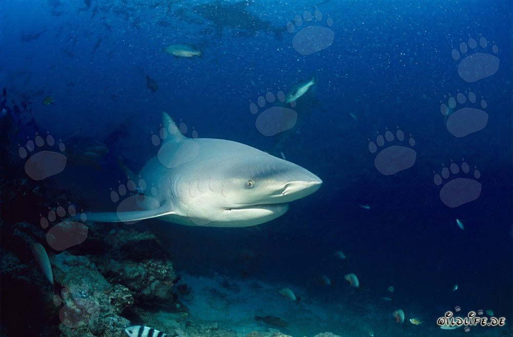 Imposanter Bullenhai taucht im Shark Reef der Beqa Lagune auf