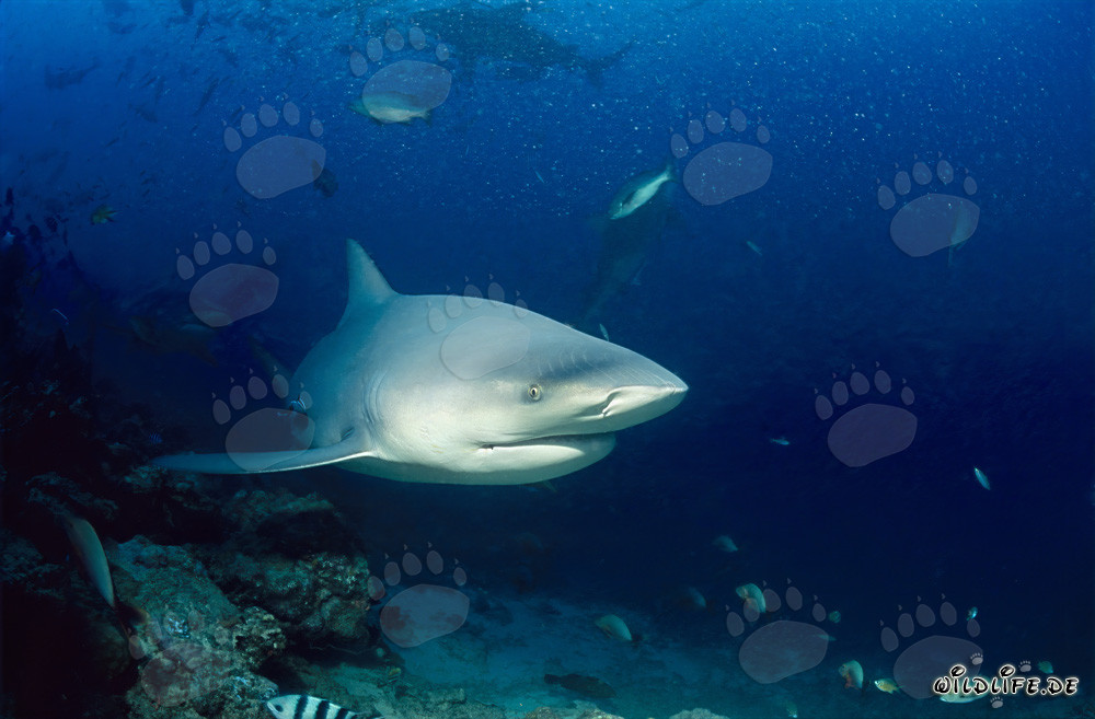 Impressionnant requin taureau apparaît dans le récif de requins de la lagune de Beqa