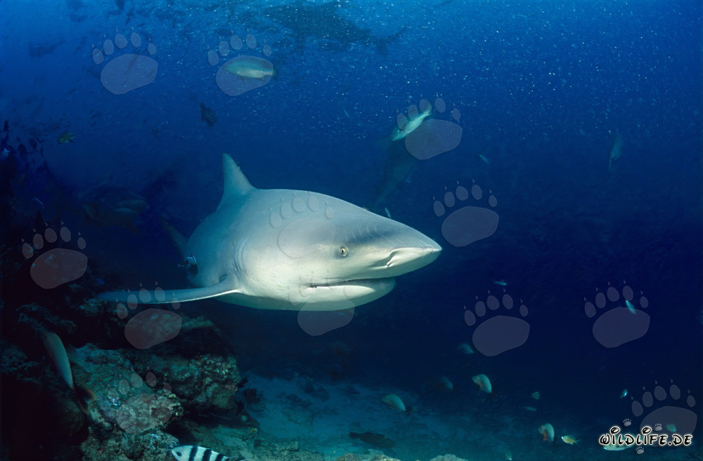 Impressionante squalo toro appare nella barriera corallina dello squalo della laguna di Beqa