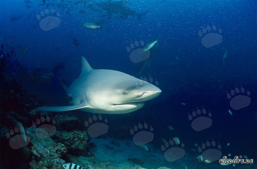 Impresionante tiburón toro aparece en el arrecife de tiburones de la laguna de Beqa