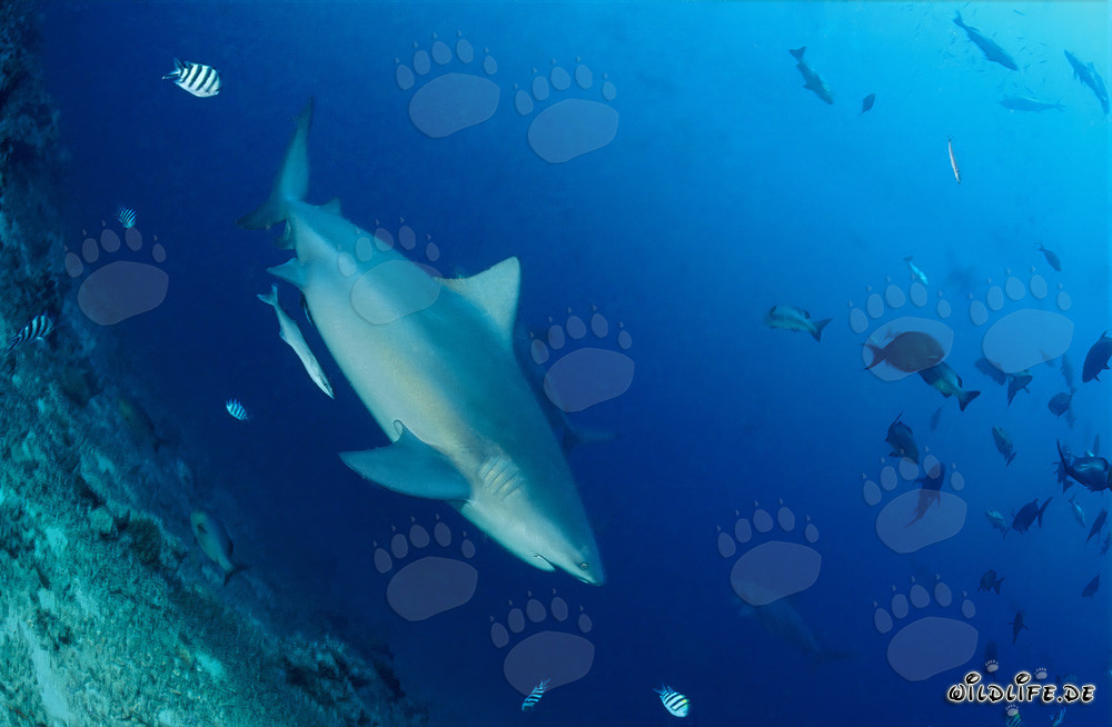 Fascinating Bull Shark in the Depths of Shark Reef, Beqa Lagoon