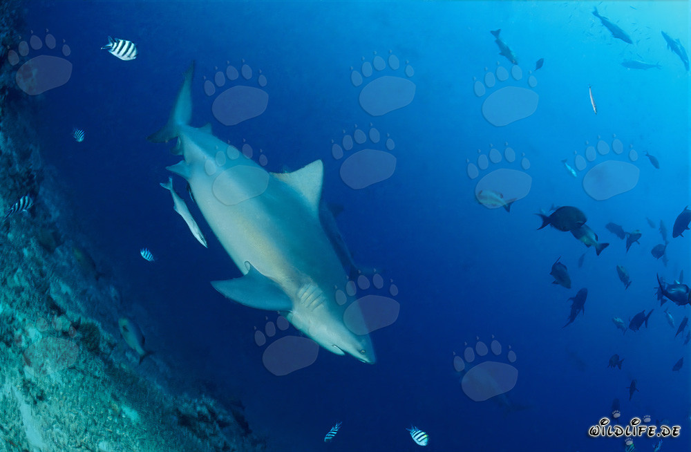 Faszinierender Bullenhai in den Tiefen von Shark Reef, Beqa Lagoon