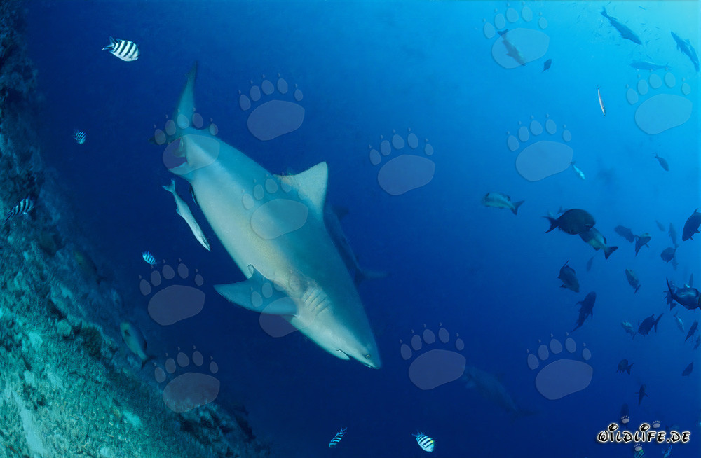 Requin taureau fascinant dans les profondeurs de Shark Reef, Baie de Beqa