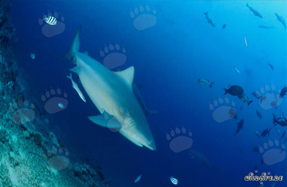 Affascinante squalo toro nelle profondità di Shark Reef, Laguna Beqa