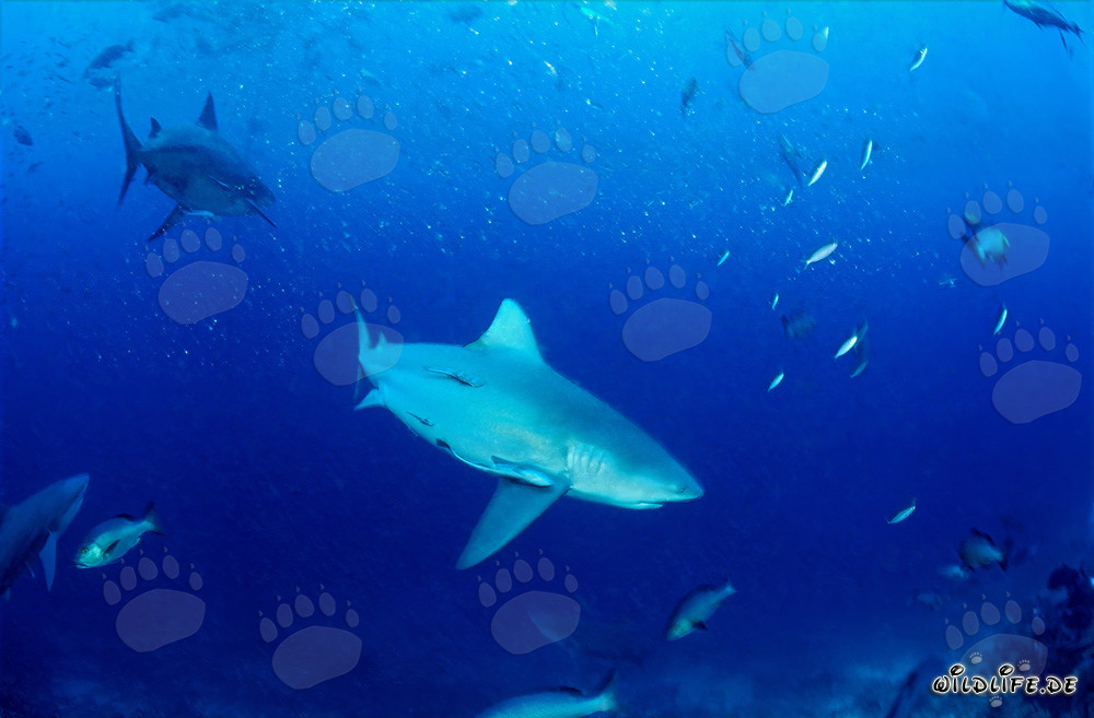 Fascinating bull sharks spotted in the open sea near the Beqa Reef