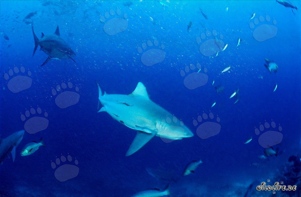 Découverte fascinante de requins-taureaux en mer ouverte devant le récif de Beqa
