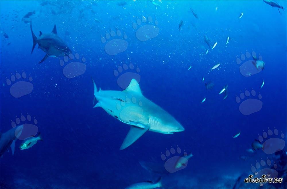 Affascinanti squali toro scoperti in mare aperto di fronte alla barriera corallina di Beqa