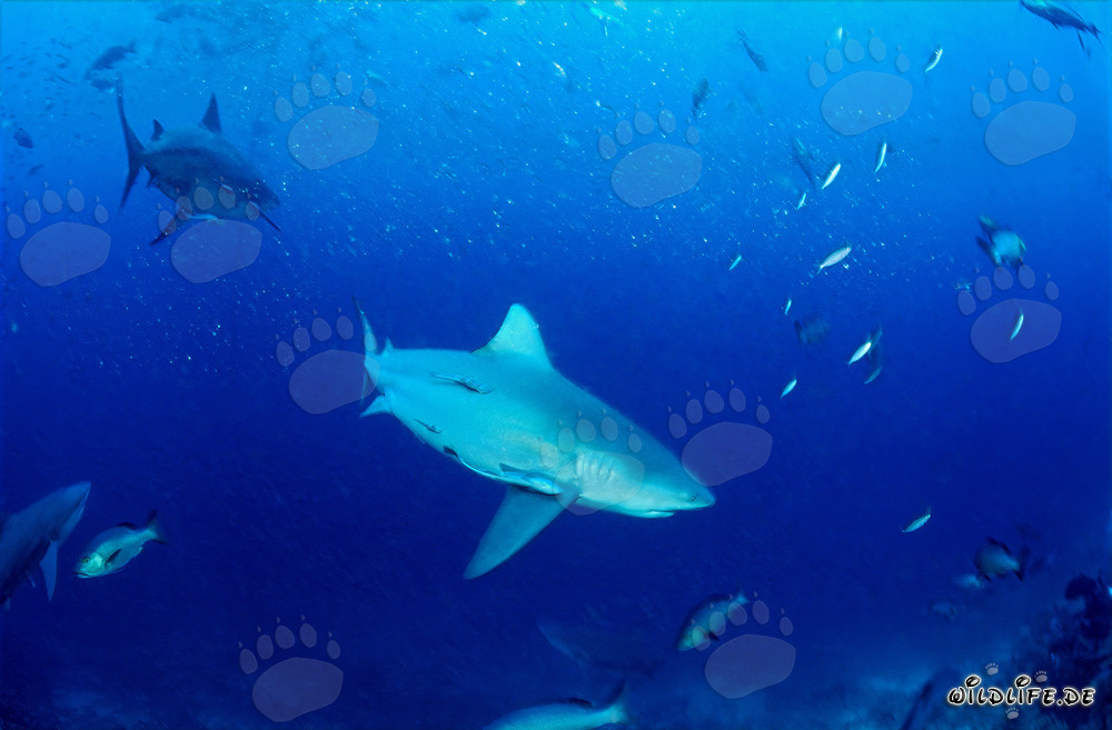 Fascinantes tiburones toro descubiertos en el mar abierto frente al arrecife de Beqa