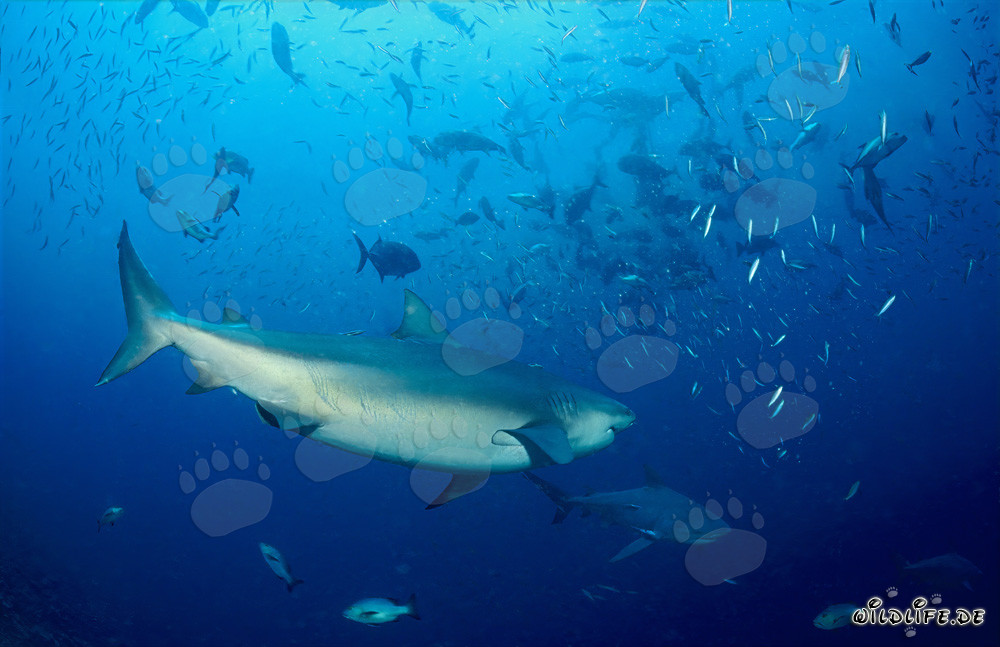 Bull Sharks (Carcharhinus leucas)