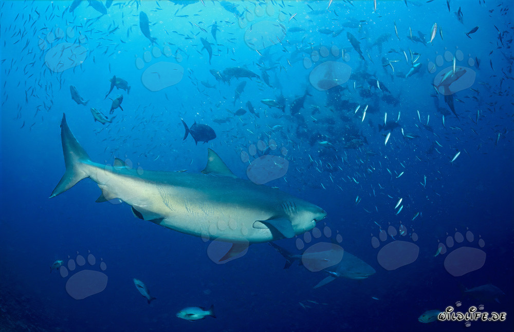 Bullenhaie und zahlreiche Fische am Shark Reef